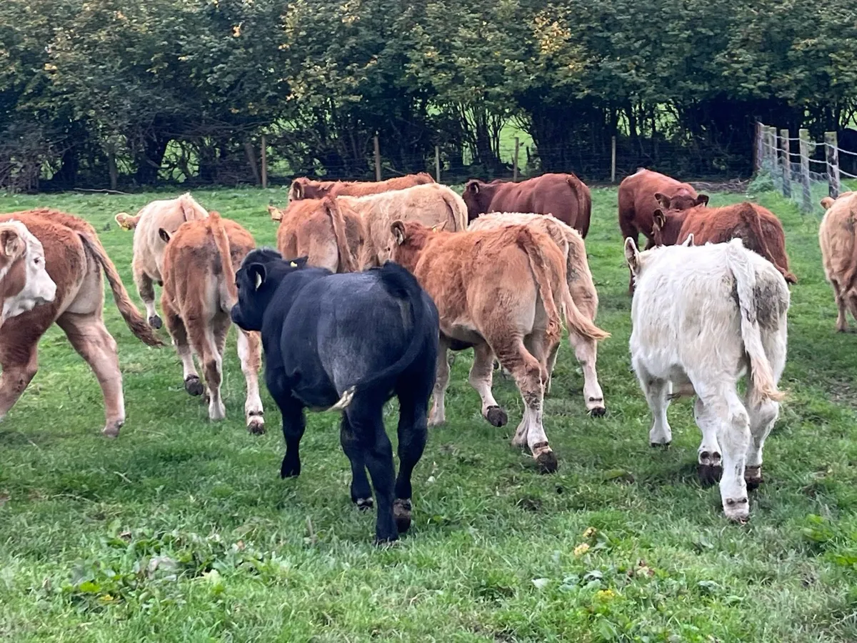 22 SUPER WEANED CH & LIM BULL WEANLINGS - Image 4