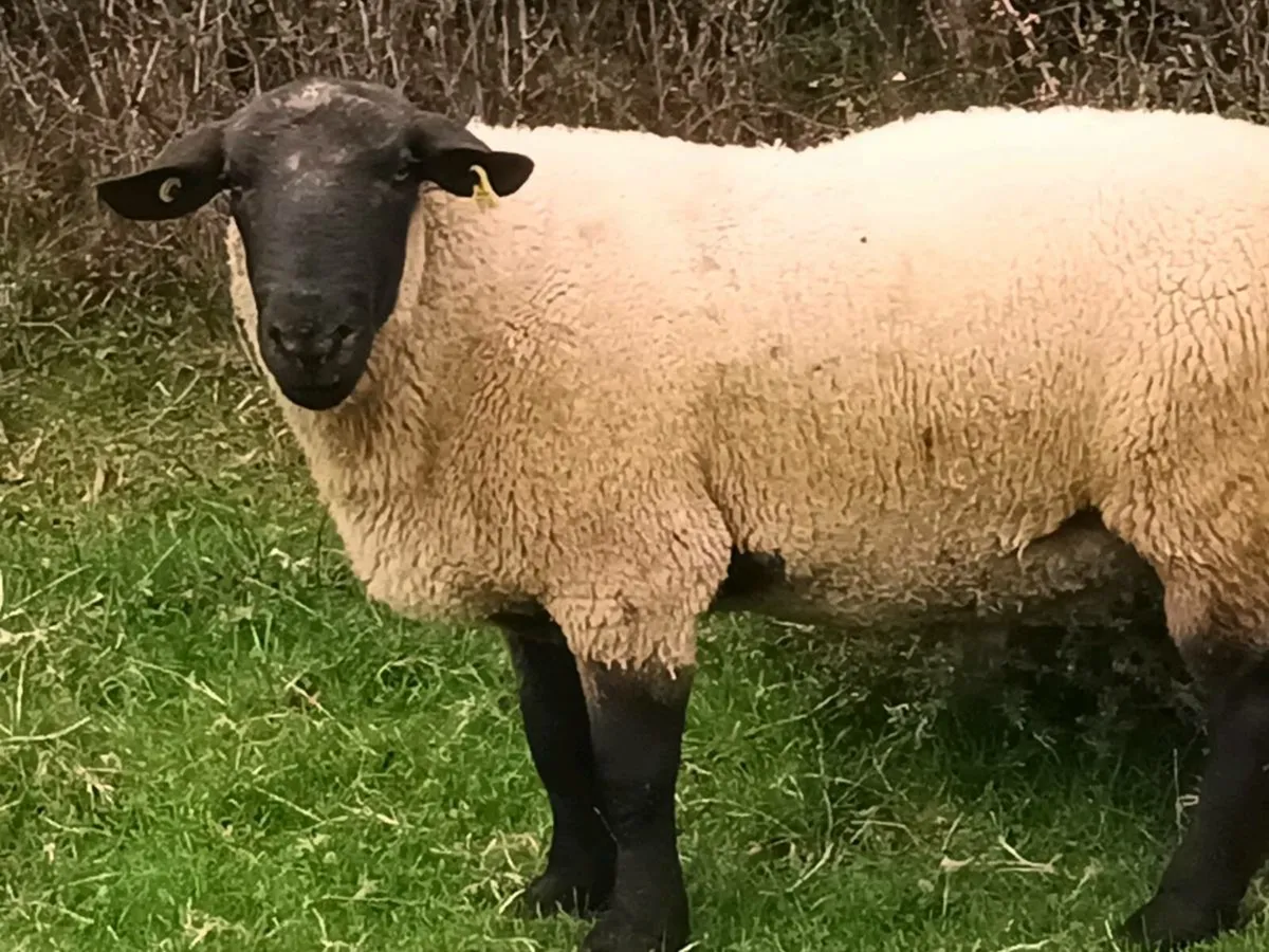 2 RAMS FOR SALE - Image 1