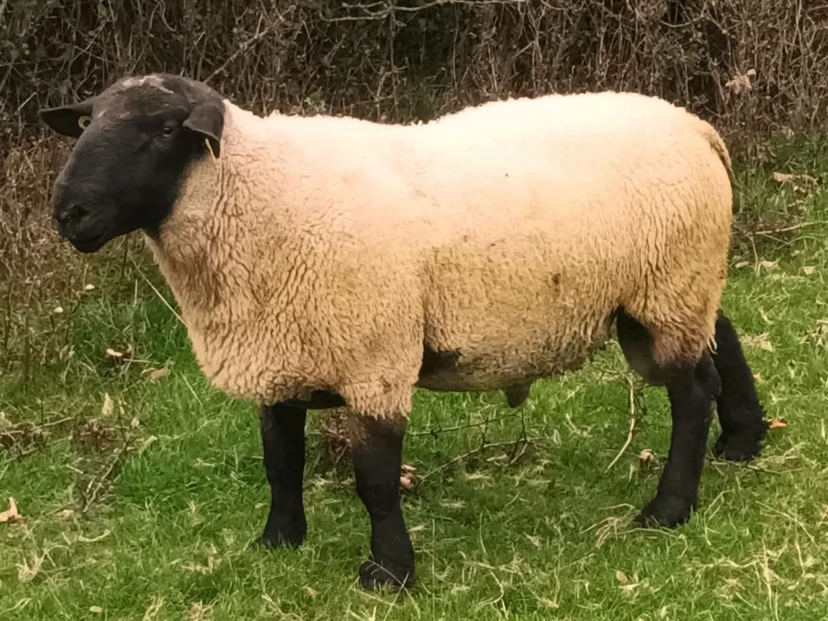 2 RAMS FOR SALE - Image 2