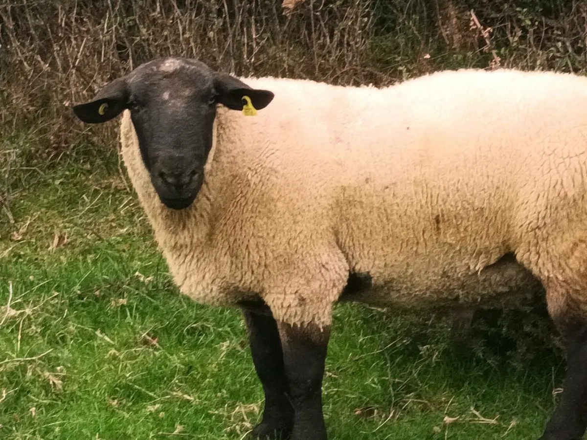2 RAMS FOR SALE - Image 3