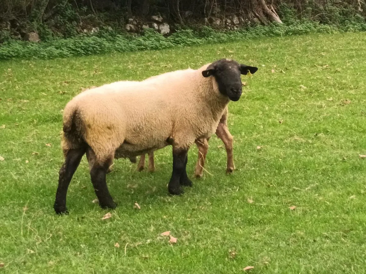 2 RAMS FOR SALE - Image 4