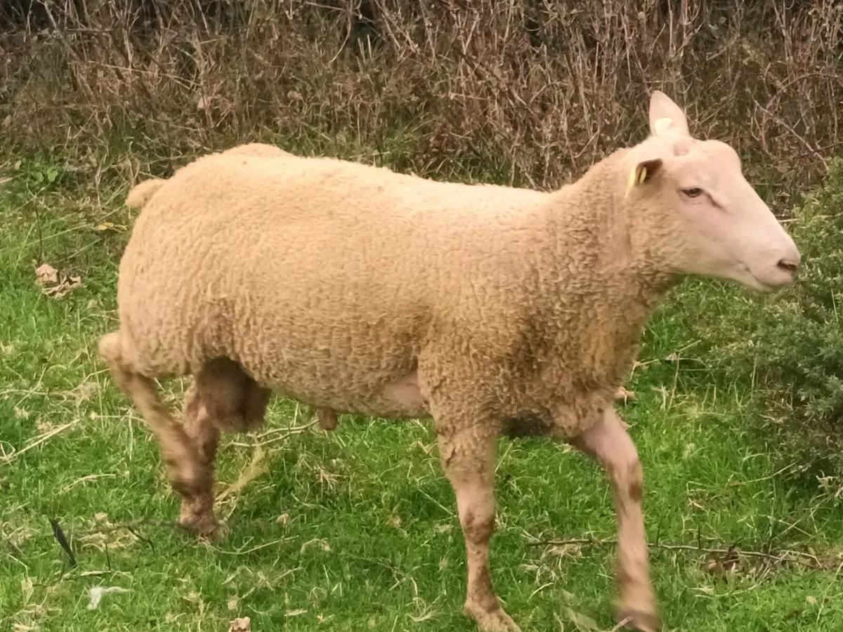 Pbnr Charolais Hogget Ram - Image 2