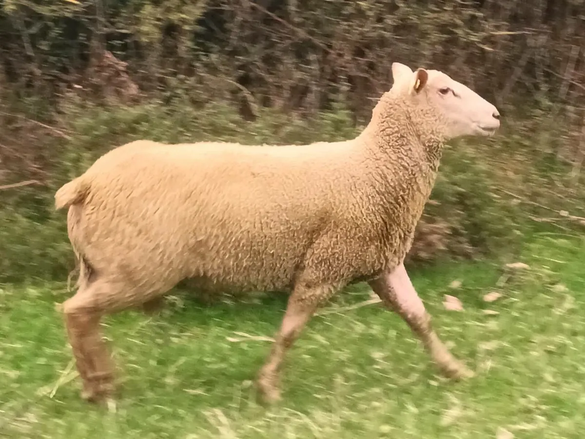 Pbnr Charolais Hogget Ram - Image 3