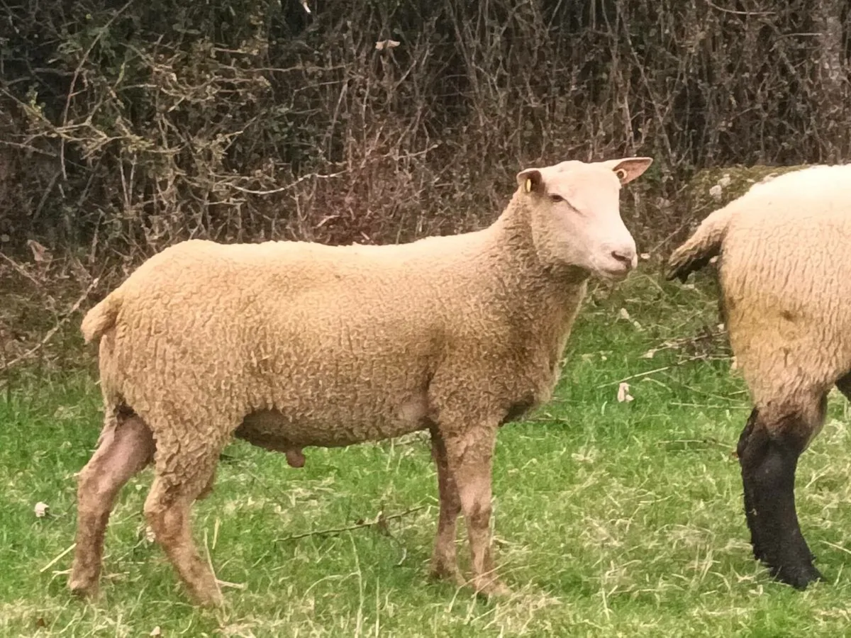 Pbnr Charolais Hogget Ram - Image 1