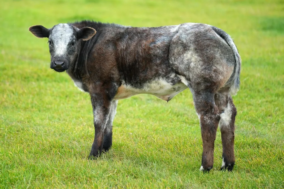 2 Super Blue Heifers & Calves - Image 1