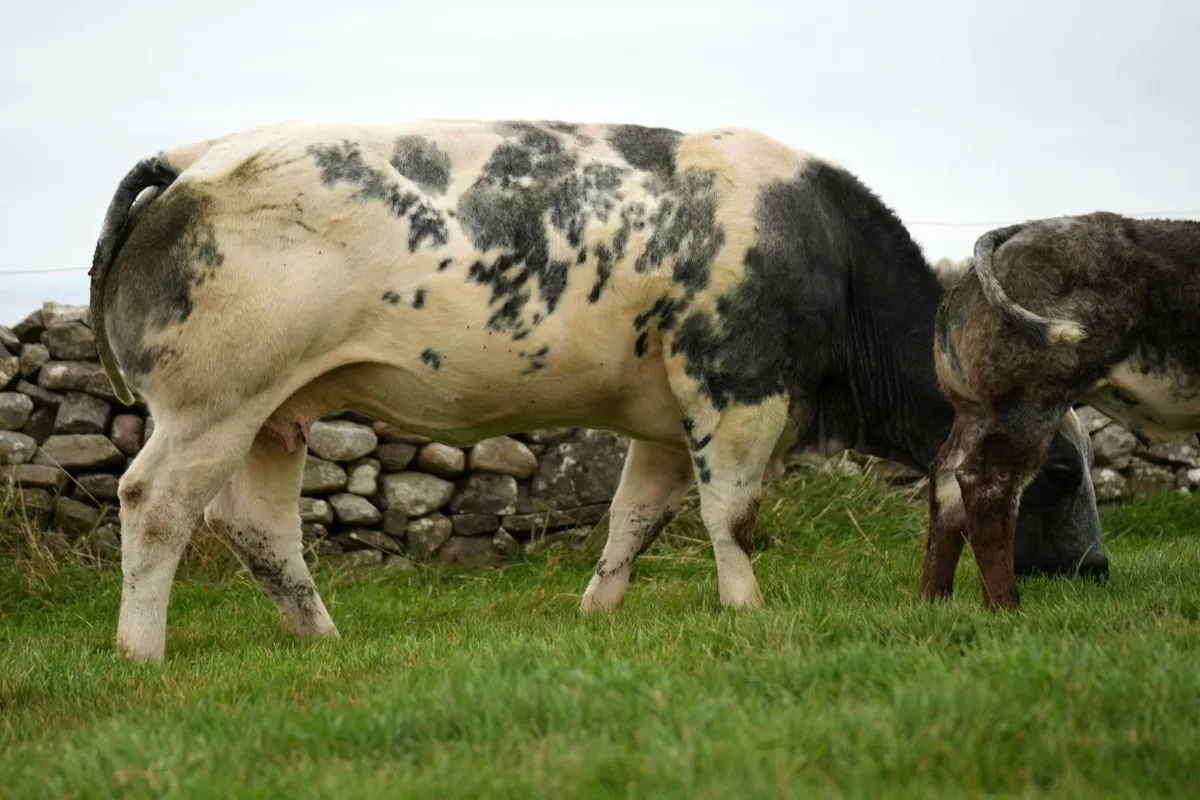 2 Super Blue Heifers & Calves - Image 2