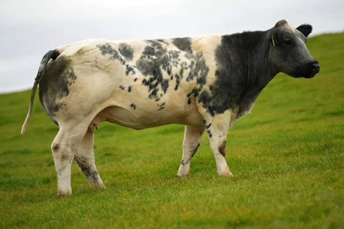 2 Super Blue Heifers & Calves - Image 3