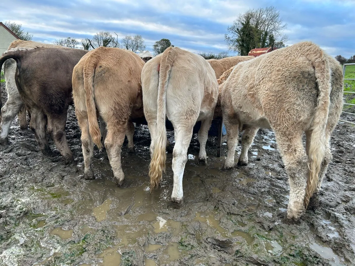 16 CHAROLAIS HEIFERS - Image 2