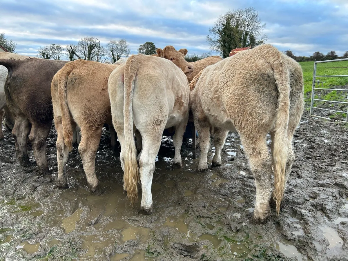 16 CHAROLAIS HEIFERS - Image 3