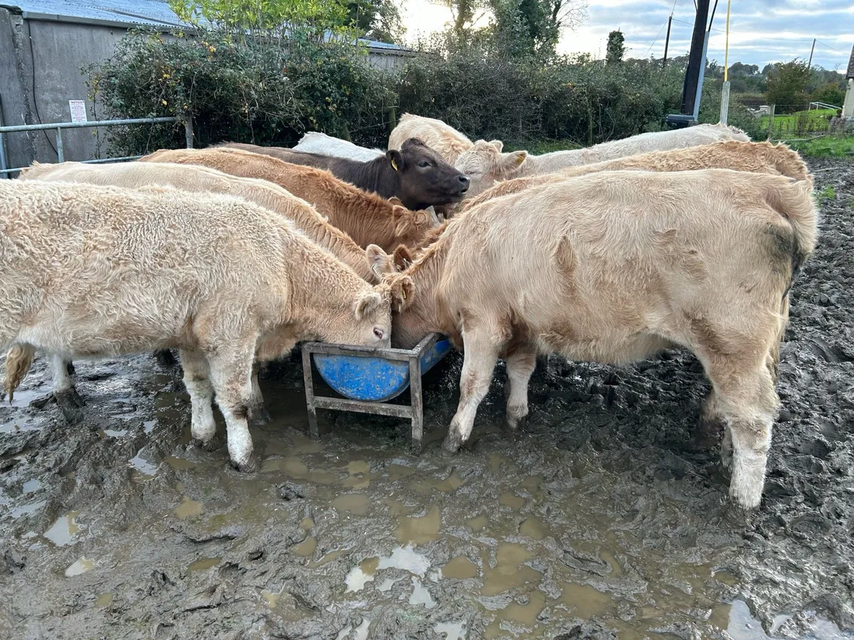 16 CHAROLAIS HEIFERS - Image 1