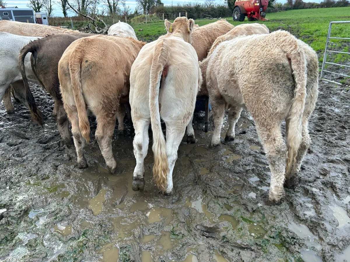 16 CHAROLAIS HEIFERS - Image 4