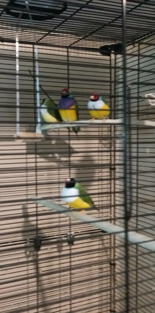Birds - Image 4