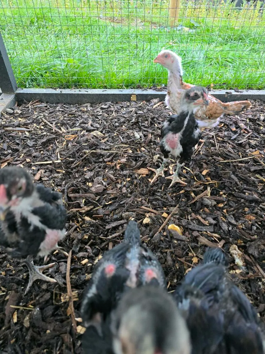 Shamo chicks - Image 2
