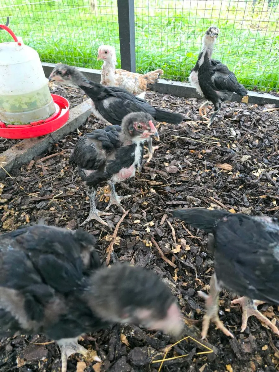 Shamo chicks - Image 3