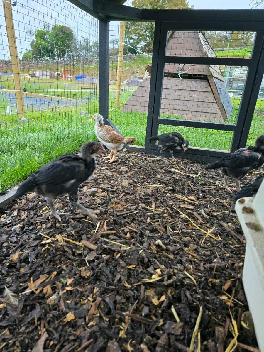 Shamo chicks - Image 4