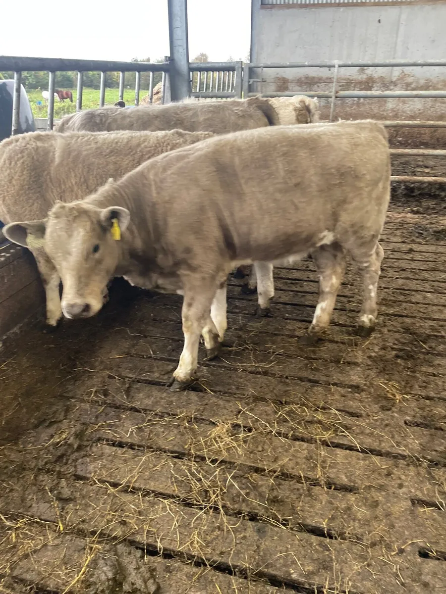 Weanlings - Image 1