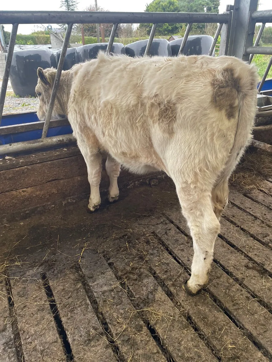 Weanlings - Image 2
