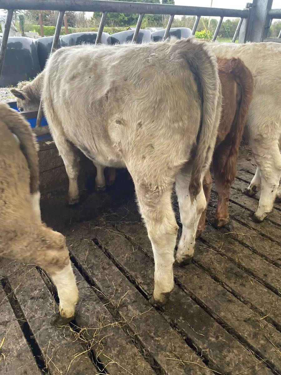 Weanlings - Image 3