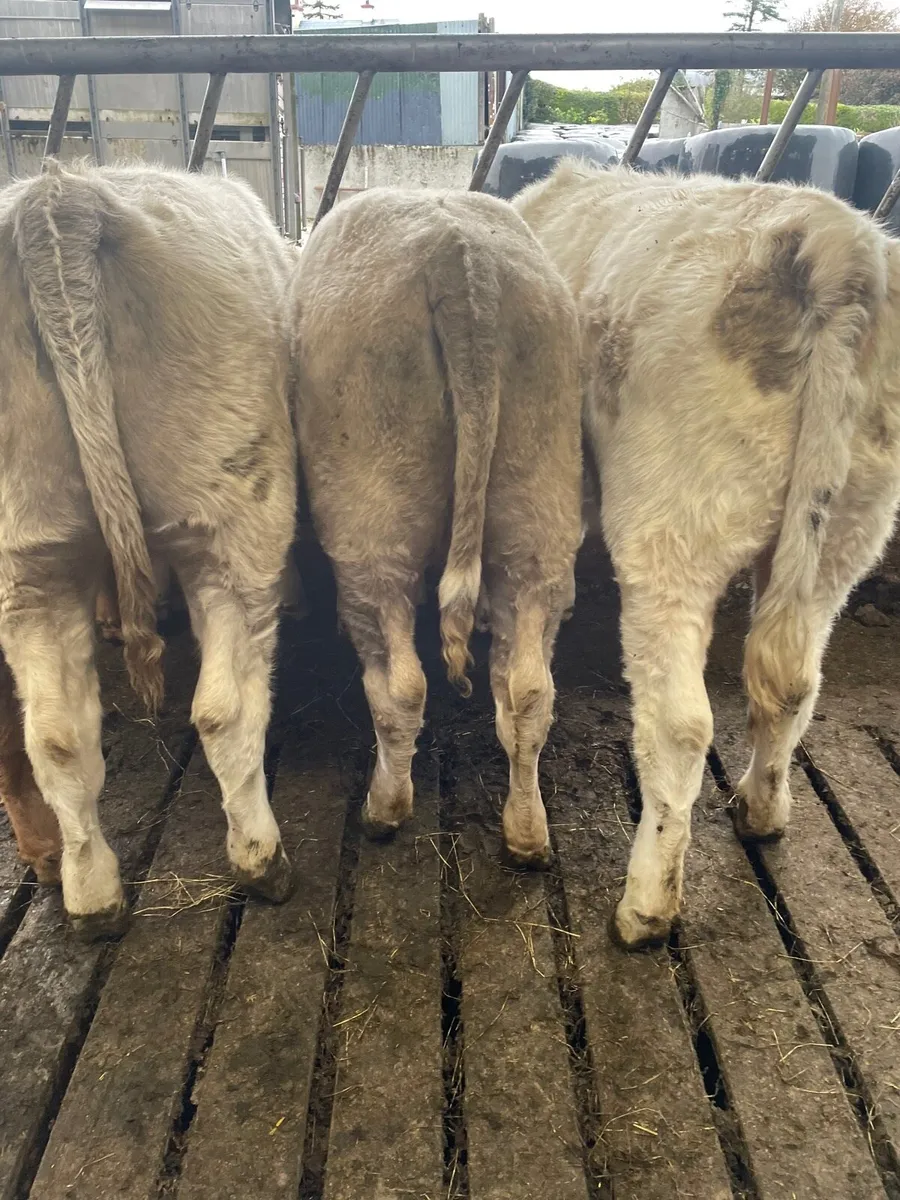 Weanlings - Image 4