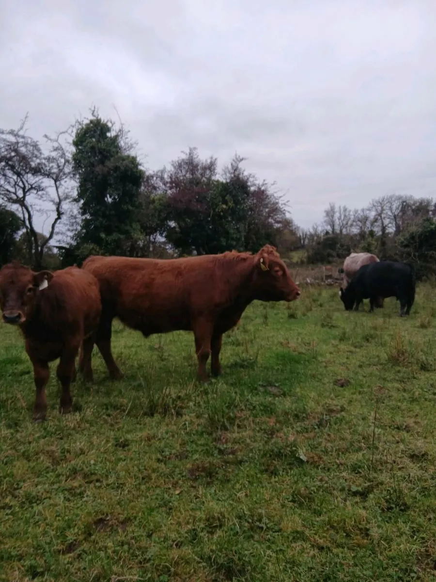 Dexter Cattle - Image 1