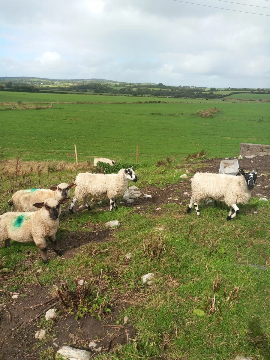 Lambs for sale - Image 2