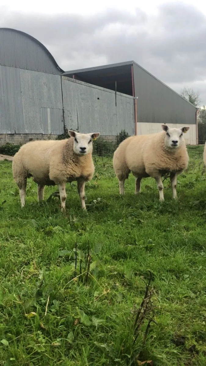 Pedigree beltex lambs and sis ram lambs - Image 1