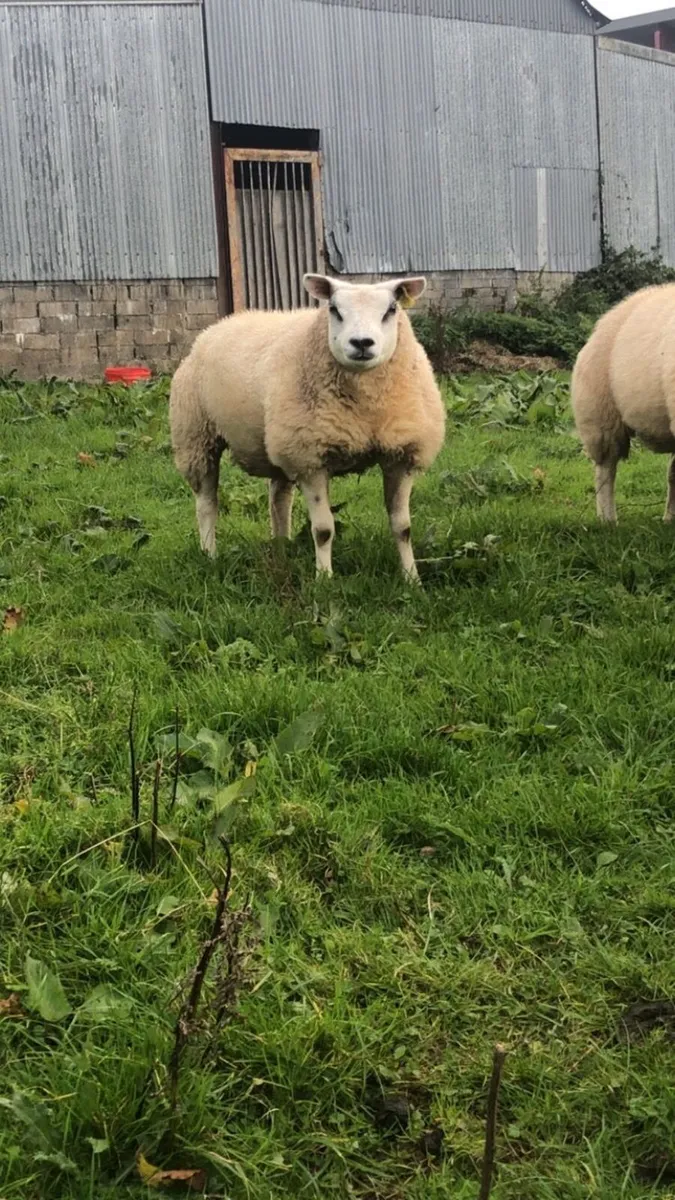 Pedigree beltex lambs and sis ram lambs - Image 2