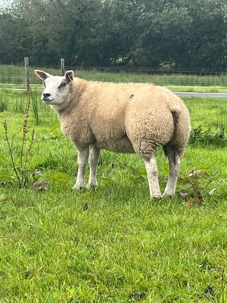 Pedigree beltex lambs and sis ram lambs - Image 3