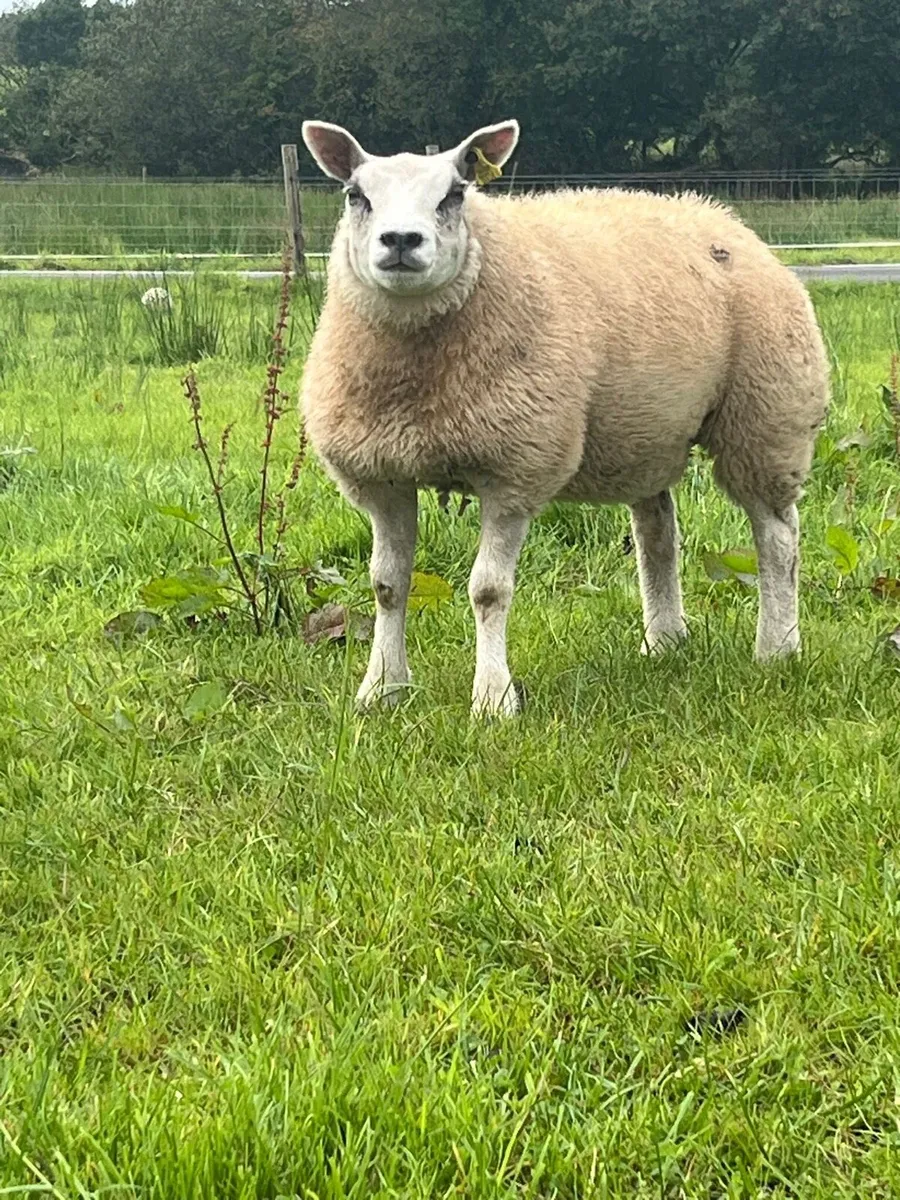 Pedigree beltex lambs and sis ram lambs - Image 4
