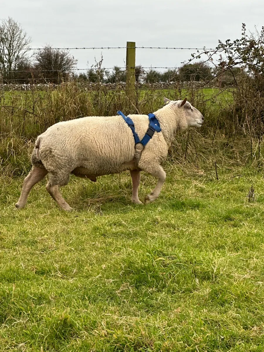 PB Charollais Ram - Image 1