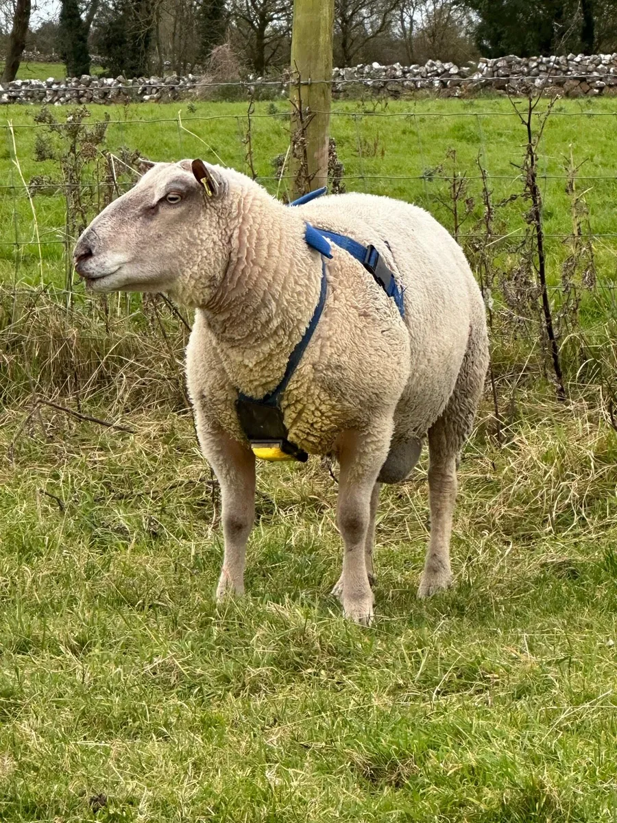 PB Charollais Ram - Image 2