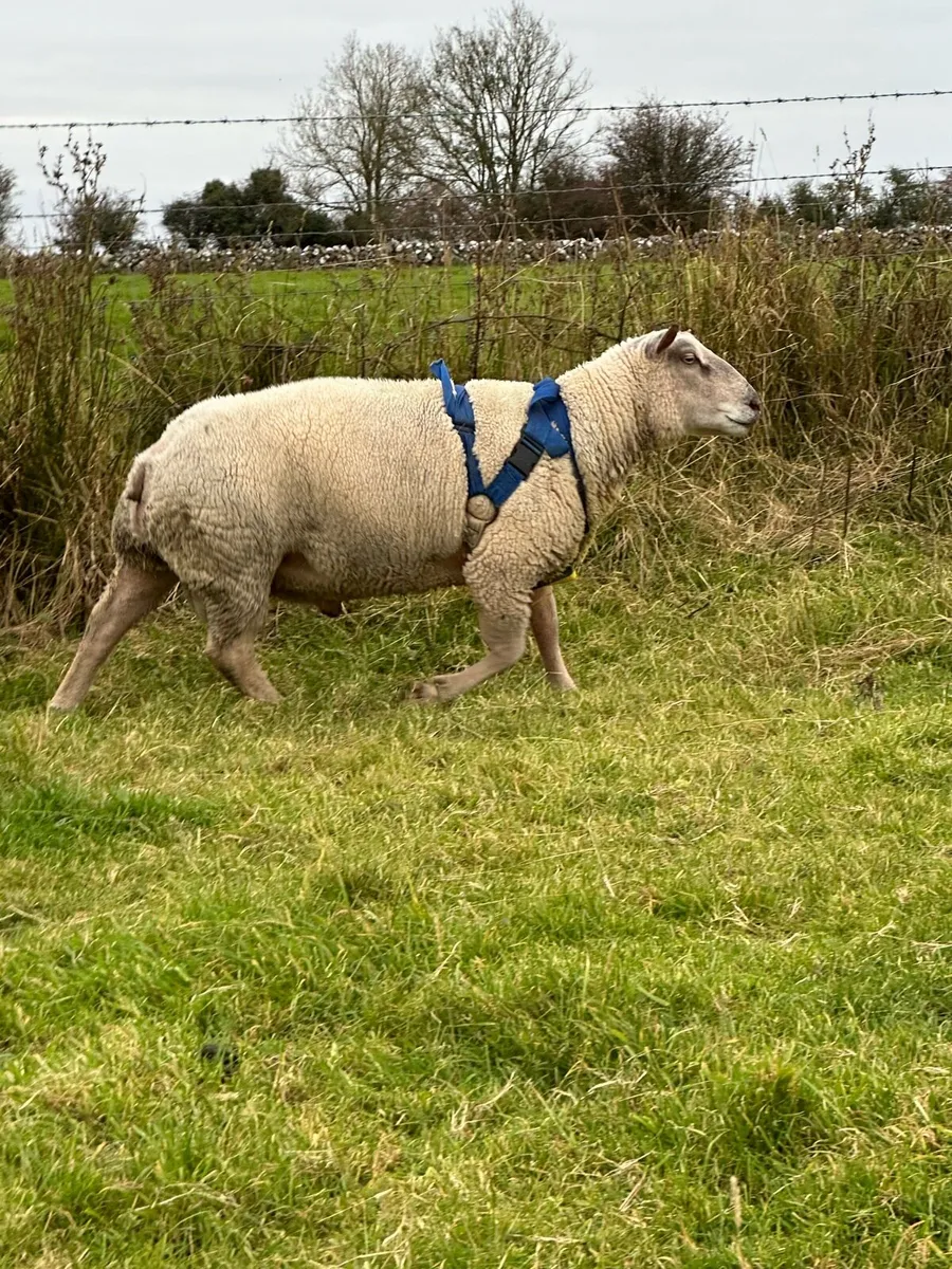 PB Charollais Ram - Image 3