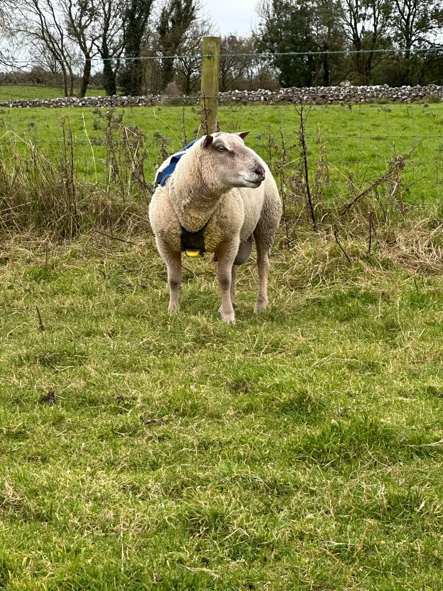 PB Charollais Ram - Image 4