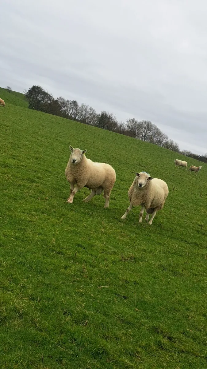 Wicklow cheviot rams - Image 1