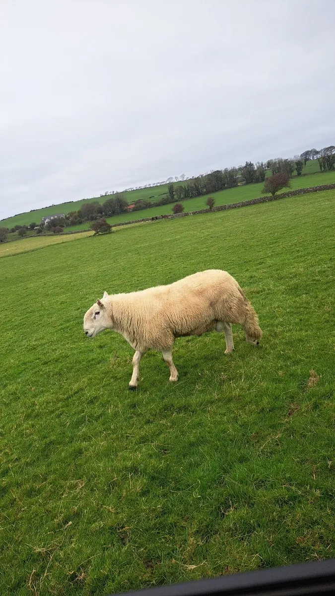 Wicklow cheviot rams - Image 2