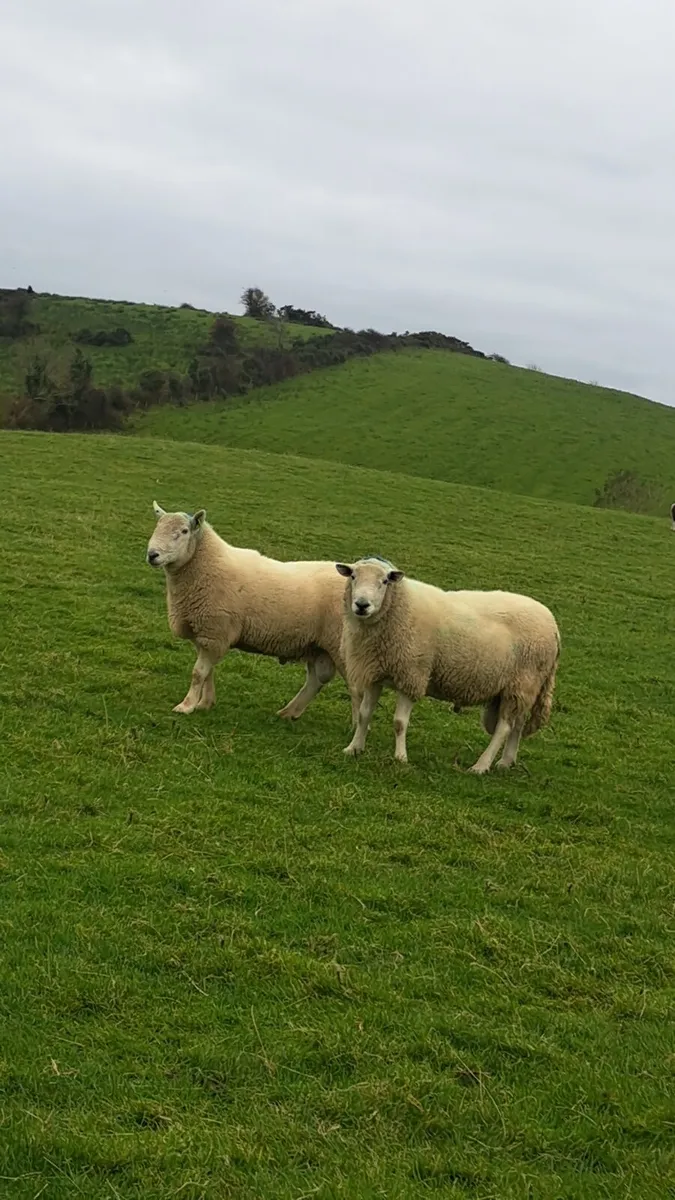 Wicklow cheviot rams - Image 3