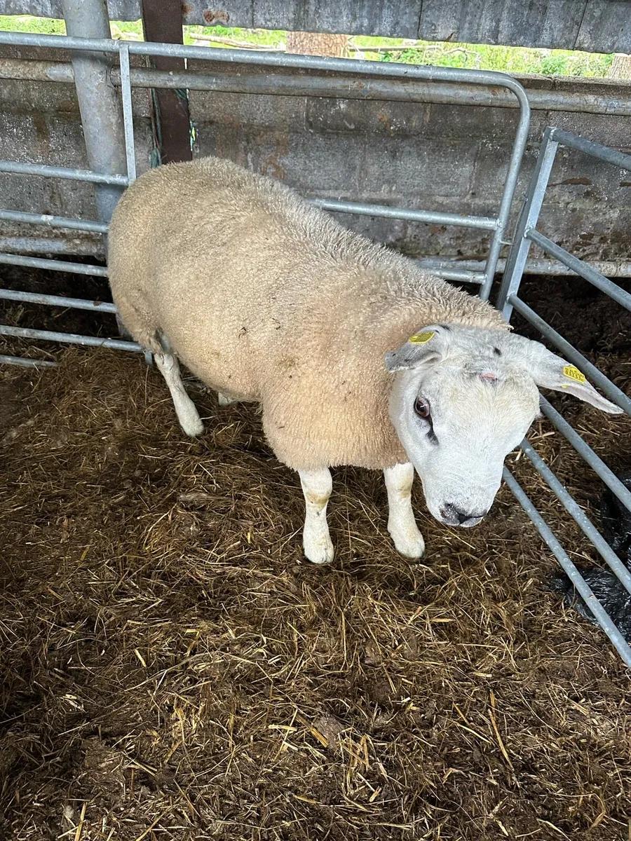 Purebred texel ram lamb - Image 1