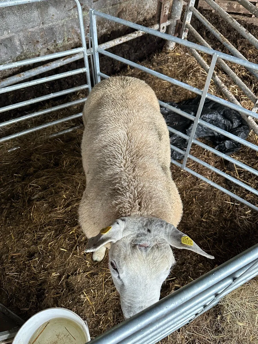Purebred texel ram lamb - Image 2