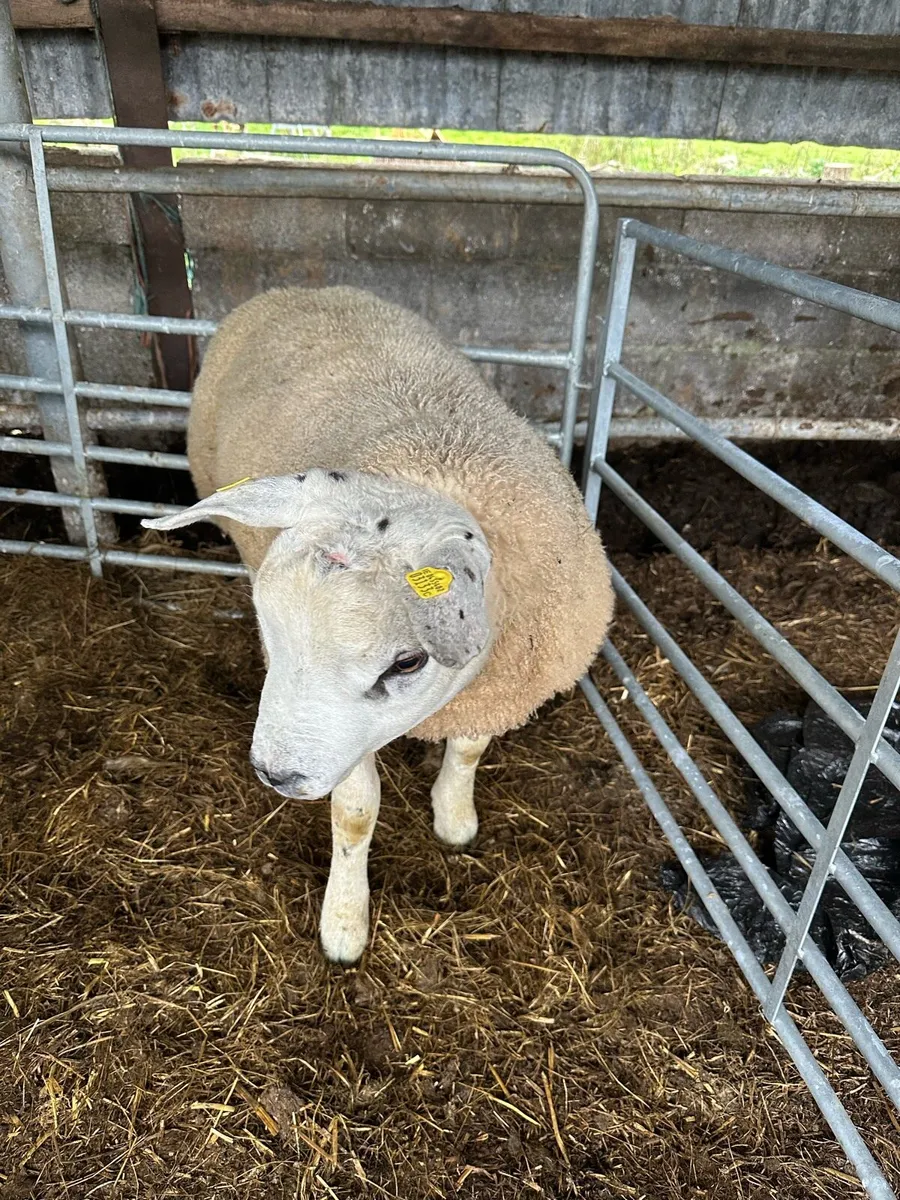 Purebred texel ram lamb - Image 3