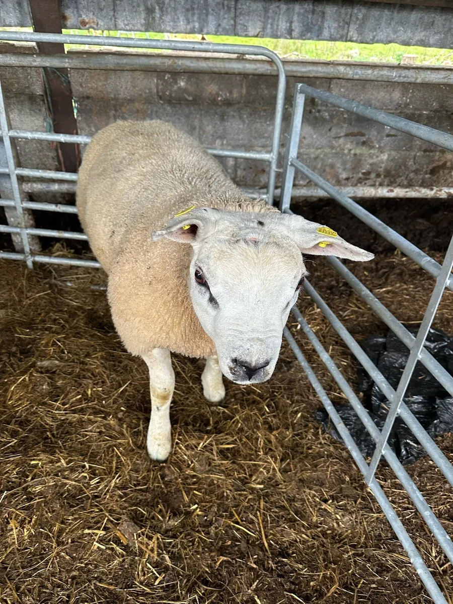 Purebred texel ram lamb - Image 4