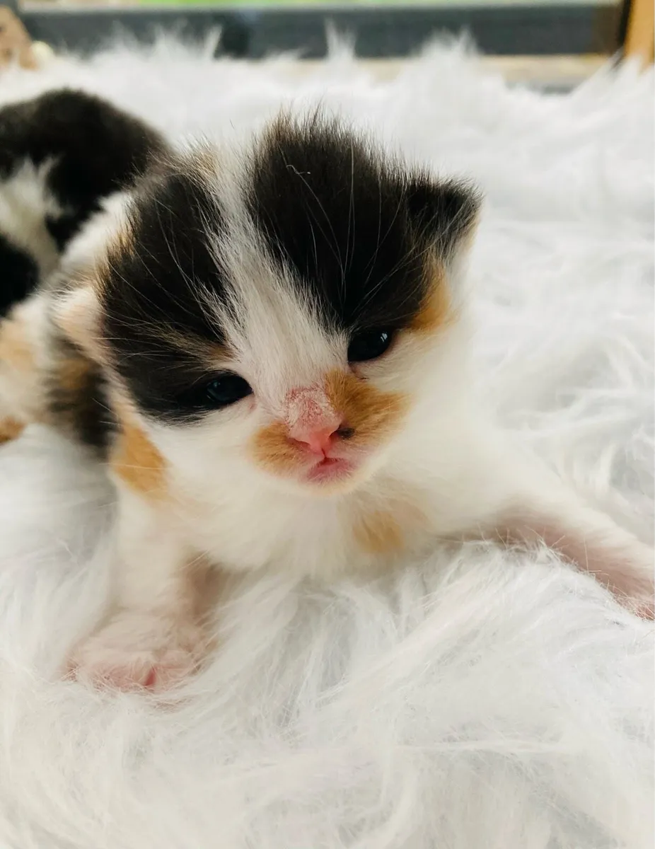 Beautiful Fluffy Kittens - Image 1