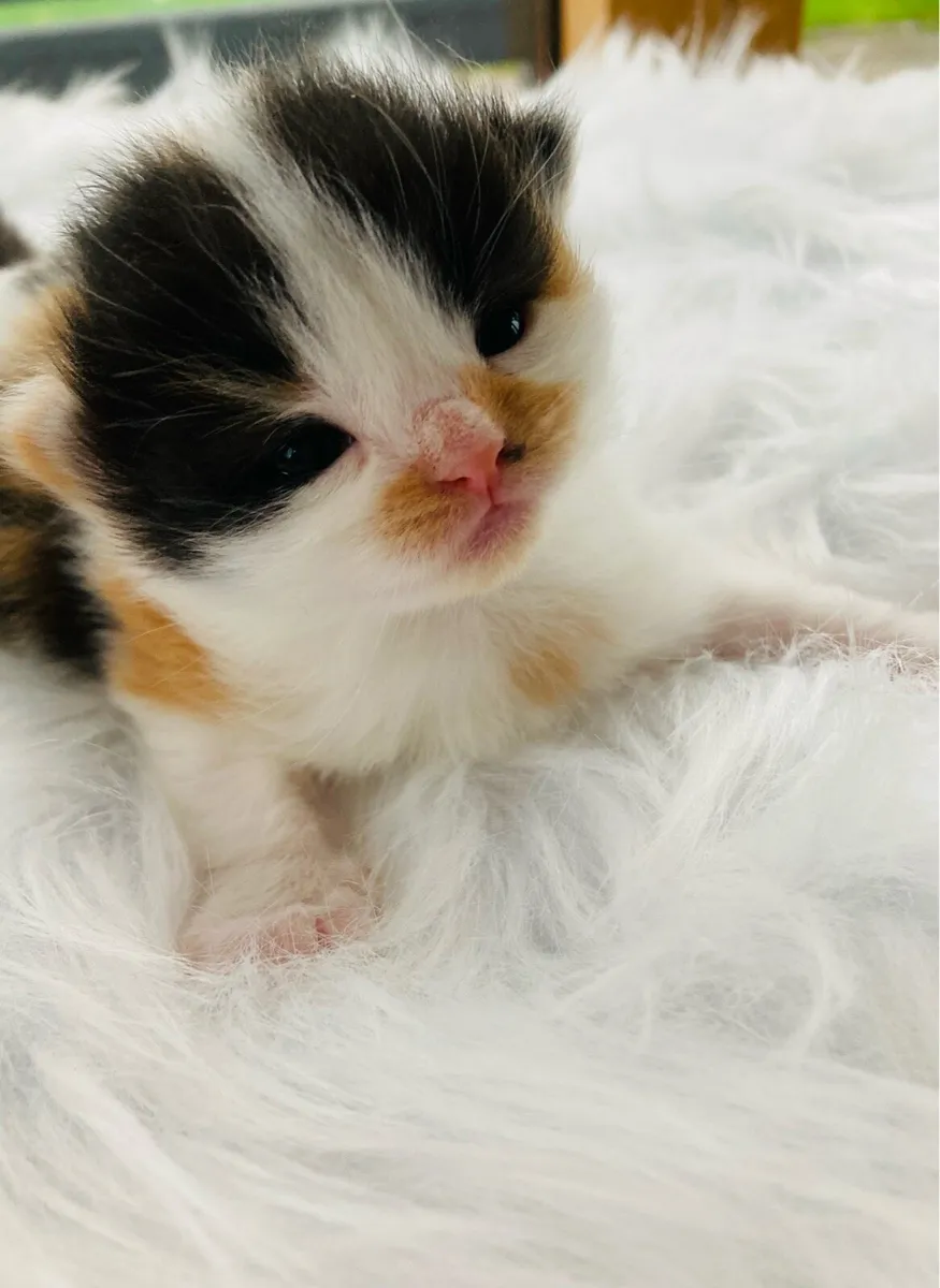 Beautiful Fluffy Kittens - Image 3