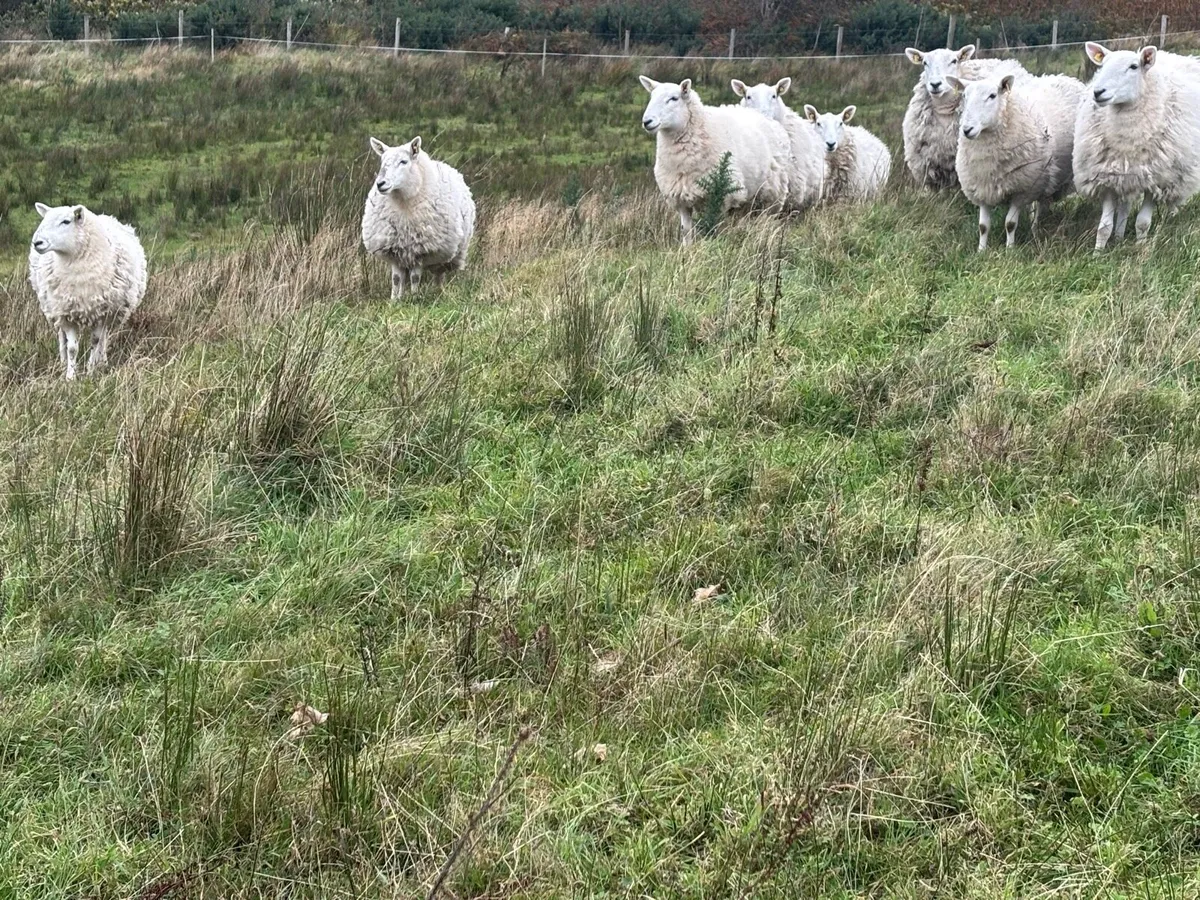 Hoggets - Image 4