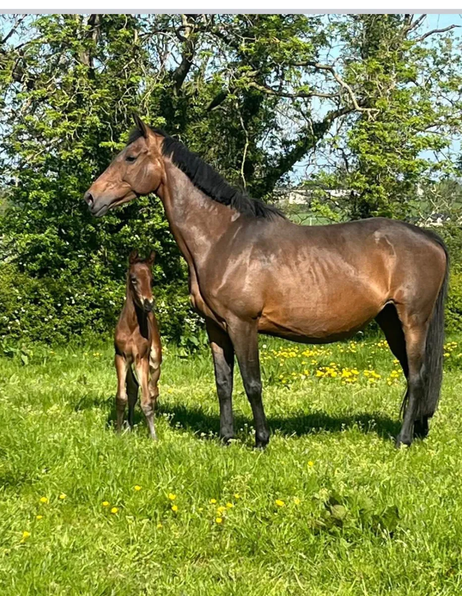 Mare in foal for sale - Image 1
