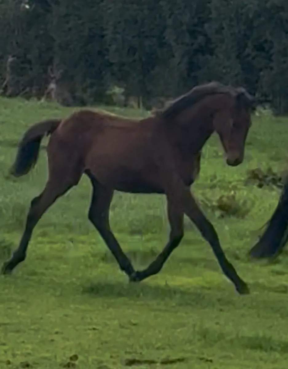 Mare in foal for sale - Image 2
