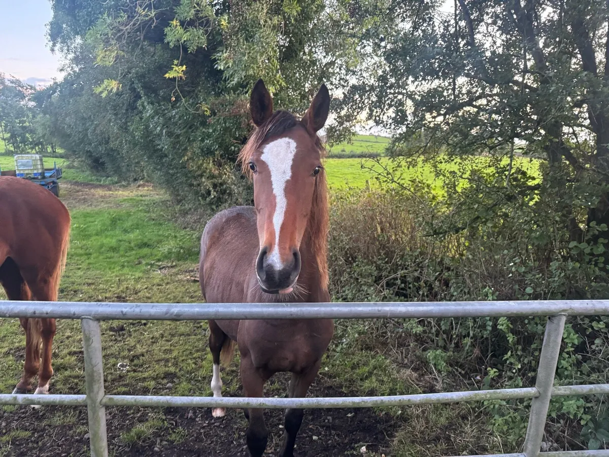 Mare in foal for sale - Image 3