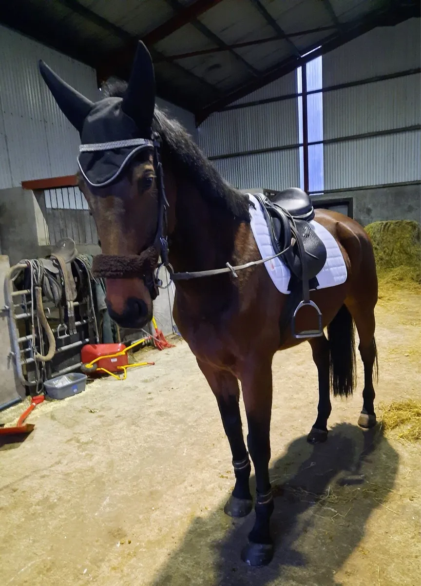 Mare in foal for sale - Image 4