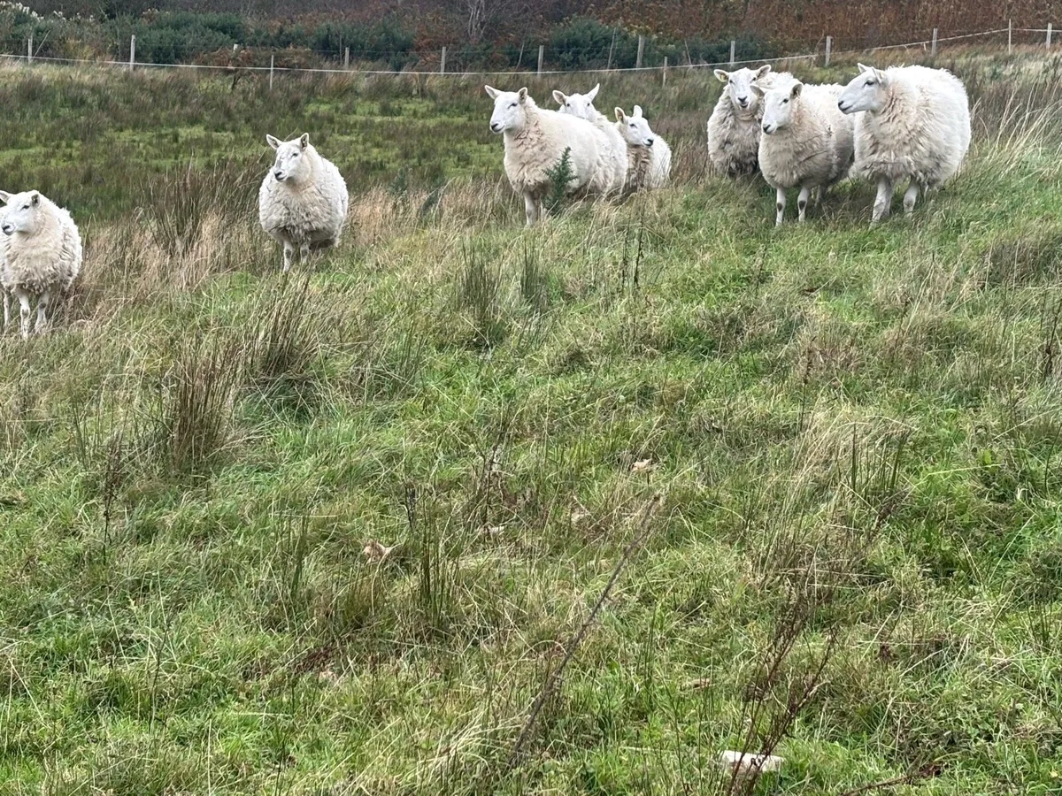 Hoggets - Image 1