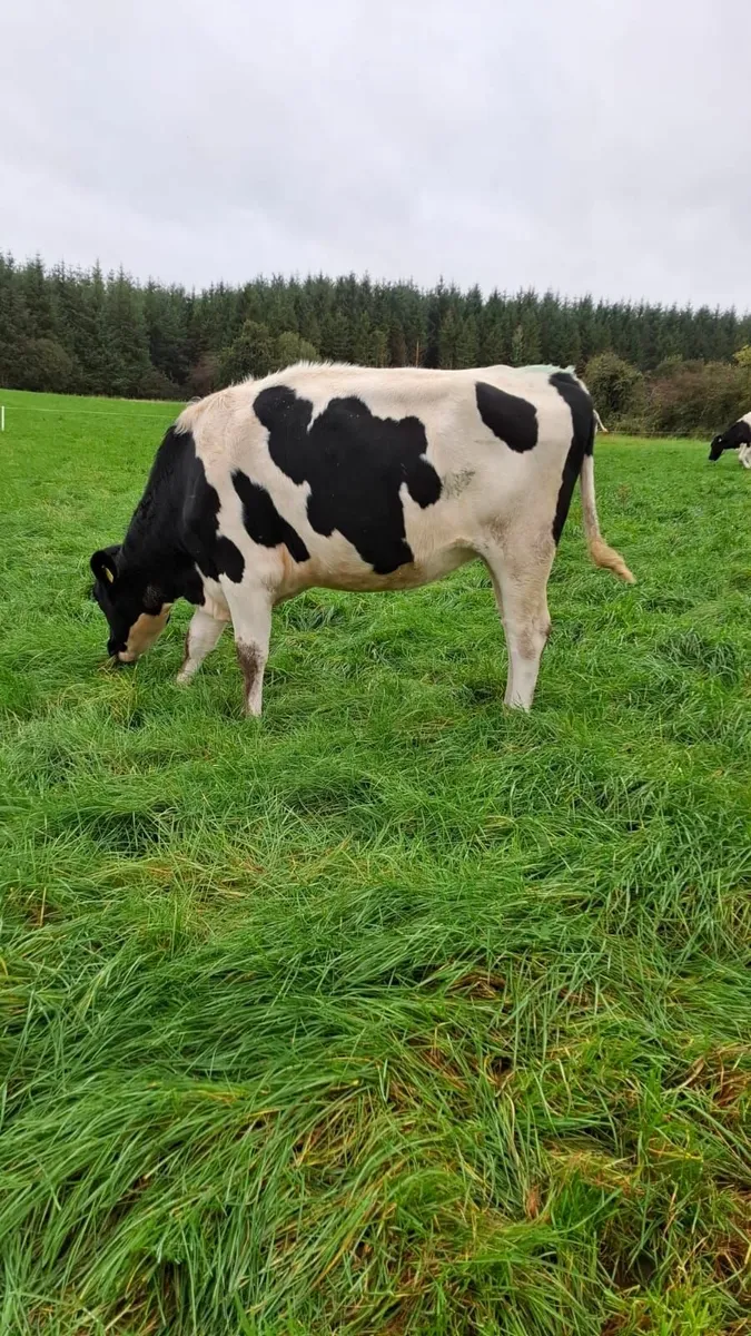In-calf pedigree hiefers - Image 2