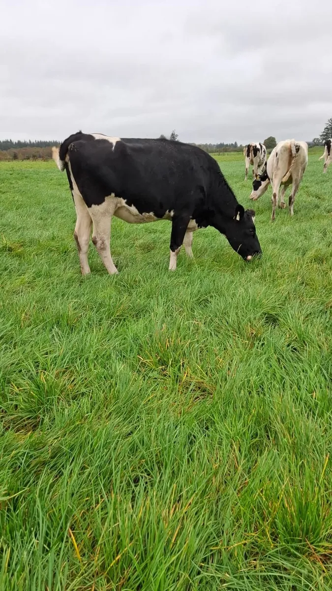 In-calf pedigree hiefers - Image 3
